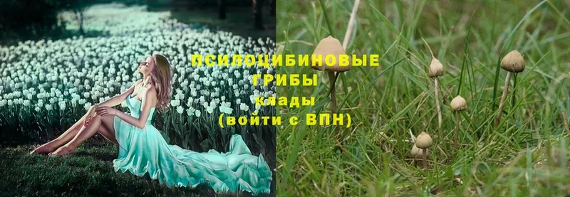 Псилоцибиновые грибы Magic Shrooms  купить  цена  Кинель 